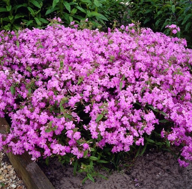 Флокс каролинский (Phlox carolina) Флокс каролинский (Phlox carolina)