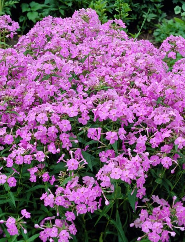 Флокс каролинский (Phlox carolina) Флокс каролинский (Phlox carolina)