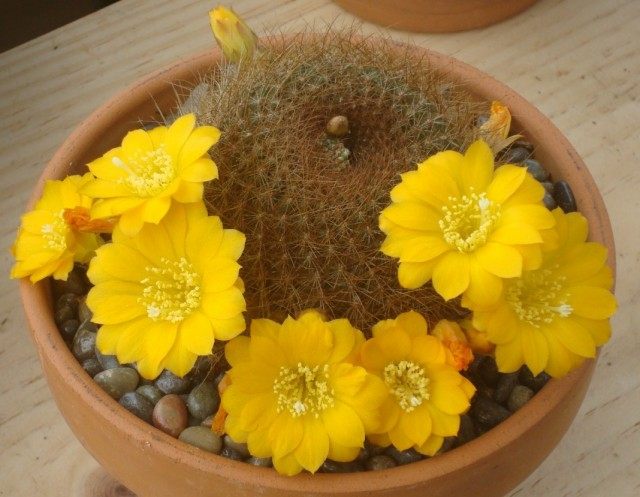 Ребуция Марсонери (Rebutia marsoneri) Ребуция Марсонери (Rebutia marsoneri)