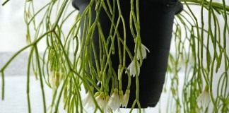 Рипсалис кампос-портоана (Rhipsalis campos-portoana)