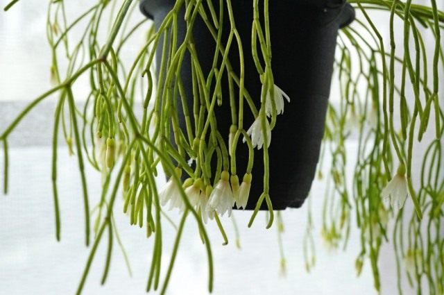 Рипсалис кампос-портоана (Rhipsalis campos-portoana) Рипсалис кампос-портоана (Rhipsalis campos-portoana)