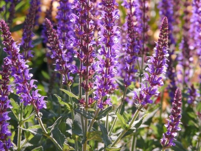 Шалфей дубравный (Salvia nemorosa) Шалфей дубравный (Salvia nemorosa)
