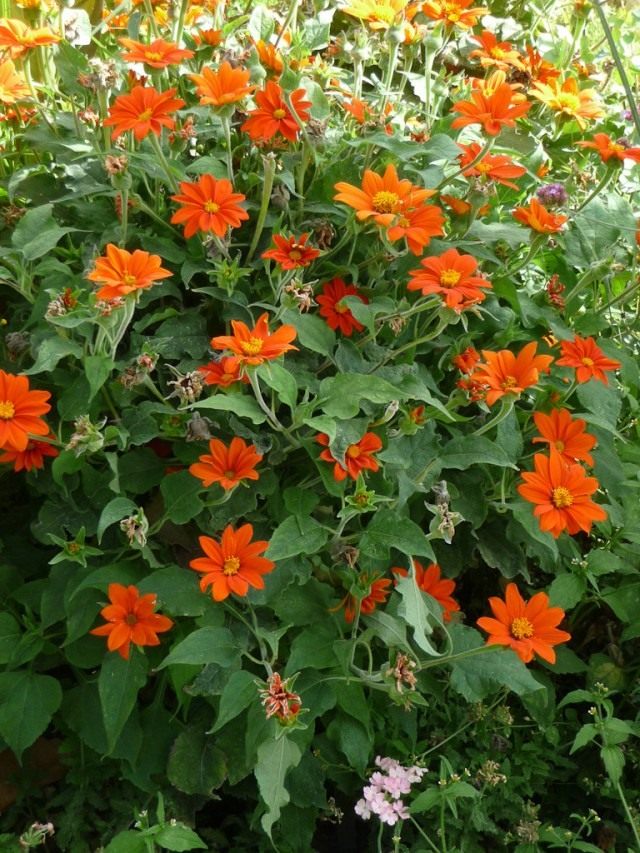 Титония круглолистная (Tithonia rotundifolia) Титония круглолистная (Tithonia rotundifolia)