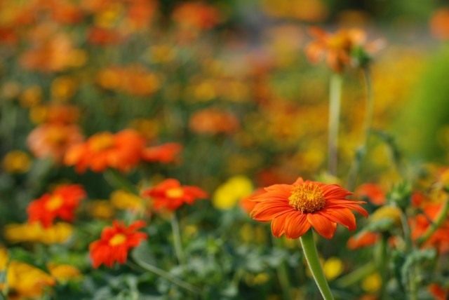 Титония круглолистная (Tithonia rotundifolia) Титония круглолистная (Tithonia rotundifolia)