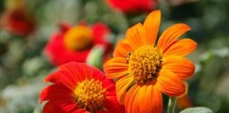 Титония круглолистная (Tithonia rotundifolia)