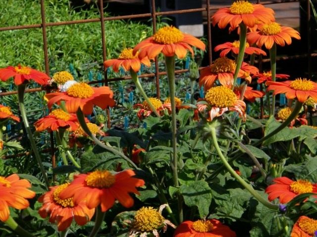 Титония круглолистная (Tithonia rotundifolia) Титония круглолистная (Tithonia rotundifolia)