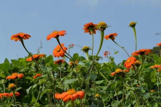 Титония круглолистная (Tithonia rotundifolia) Титония круглолистная (Tithonia rotundifolia)