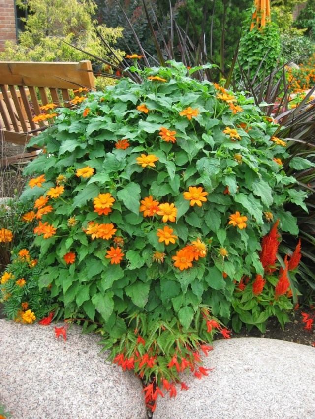 Титония круглолистная (Tithonia rotundifolia) Титония круглолистная (Tithonia rotundifolia)