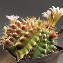 Гимнокалициум анизитси (Gymnocalycium anisitsii) Гимнокалициум анизитси (Gymnocalycium anisitsii)