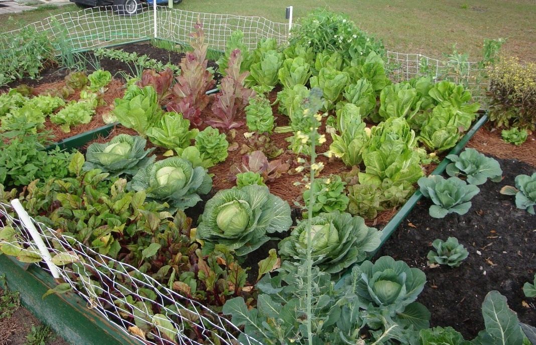 овощные культуры на огороде