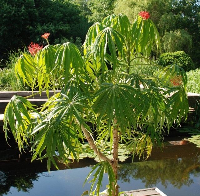 Ятрофа рассеченная (Jatropha multifida) Ятрофа рассеченная (Jatropha multifida)