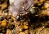 Чёрный садовый муравей, или чёрный лазий (Lasius niger)