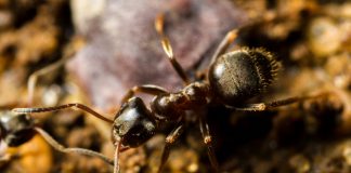 Чёрный садовый муравей, или чёрный лазий (Lasius niger)
