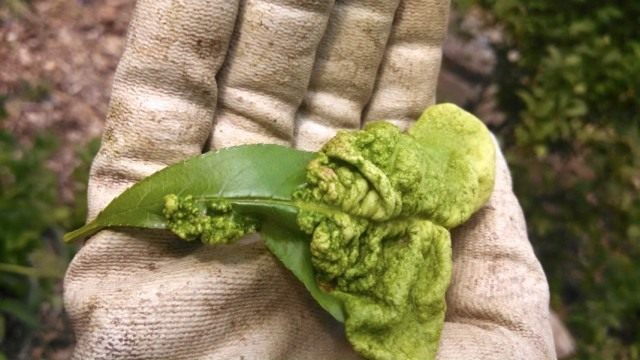 Кучерявость листьев Кучерявость листьев