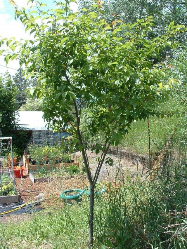 Слива домашняя (Prunus domestica) Слива домашняя (Prunus domestica)