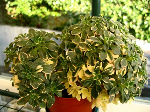 Эониум домашний пёстролистный (Aeonium domesticum variegatum) Эониум домашний пёстролистный (Aeonium domesticum variegatum)