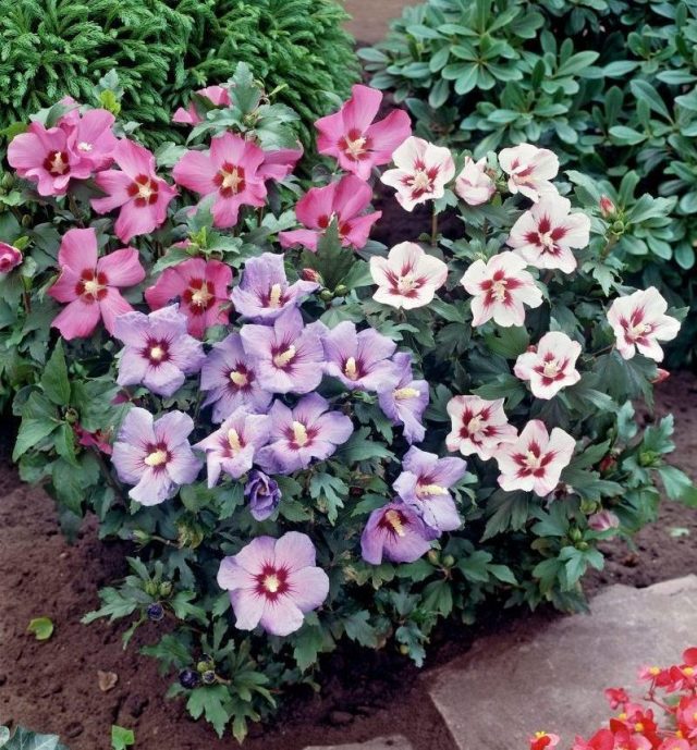 Гибискус сирийский (Hibiscus syriacus) Гибискус сирийский (Hibiscus syriacus)