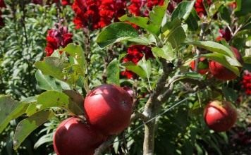 Яблоки на молодой яблоне