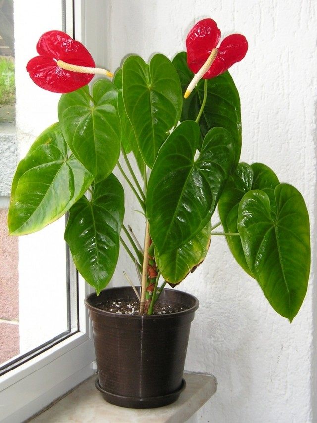 Антуриум (Anthurium) Антуриум (Anthurium)