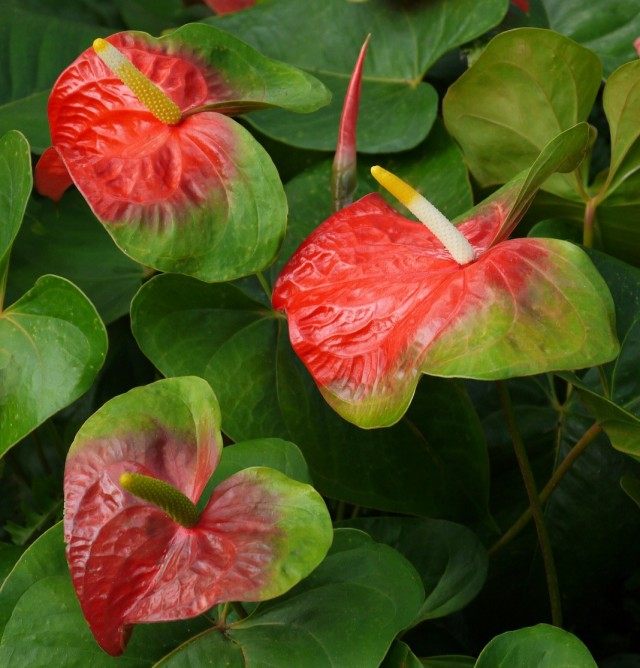 Антуриум (Anthurium) Антуриум (Anthurium)