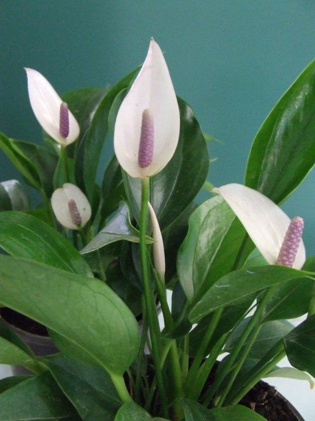 Антуриум (Anthurium) Антуриум (Anthurium)