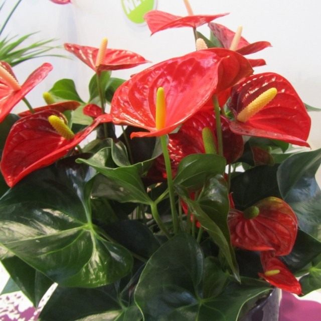 Антуриум (Anthurium) Антуриум (Anthurium)