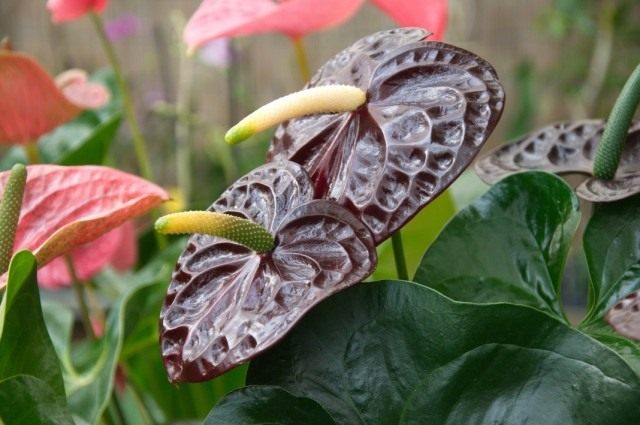 Антуриум (Anthurium) Антуриум (Anthurium)