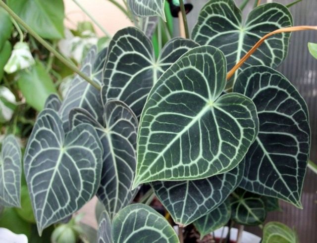 Антуриум хрустальный (Anthurium Crystallinum) Антуриум хрустальный (Anthurium Crystallinum)