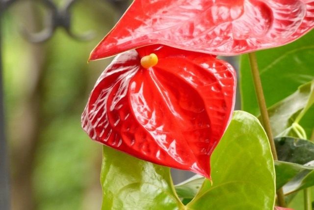 Антуриум Андре (Anthurium Andraeanum) Антуриум Андре (Anthurium Andraeanum)