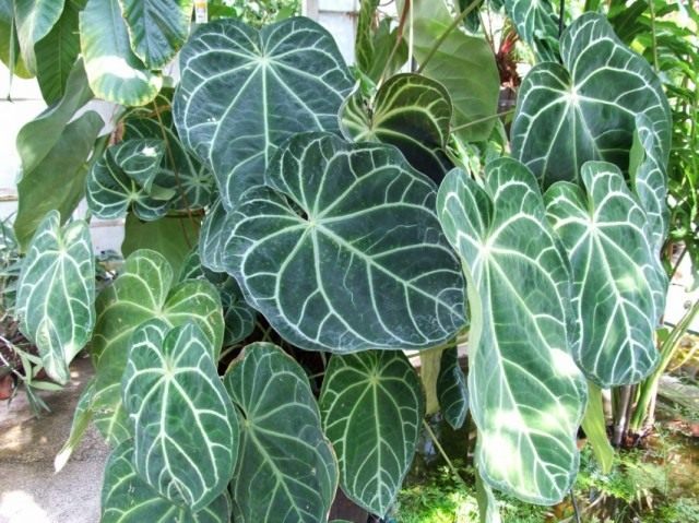 Антуриум величественный (Anthurium magnificum) Антуриум величественный (Anthurium magnificum)