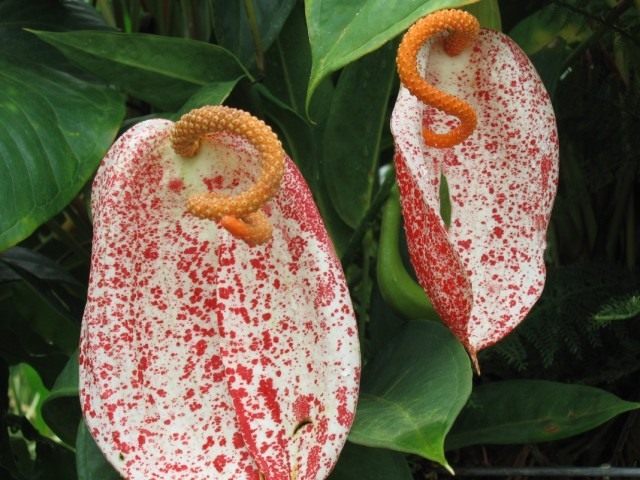 Антуриум Ротшильда (Anthurium x rothschildianum) Антуриум Ротшильда (Anthurium x rothschildianum)