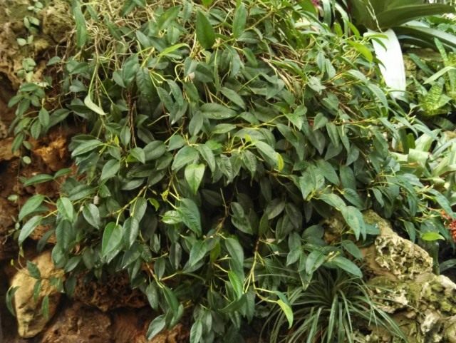 Антуриум лазящий (Anthurium scandens) Антуриум лазящий (Anthurium scandens)