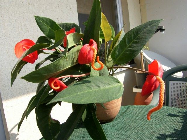 Антуриум Шерцера (Anthurium scherzerianum) Антуриум Шерцера (Anthurium scherzerianum)