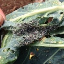 Капустная тля (Brevicoryne brassicae) Капустная тля (Brevicoryne brassicae)