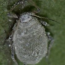 Капустная тля (Brevicoryne brassicae)