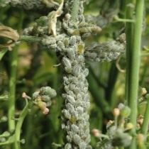 Капустная тля (Brevicoryne brassicae)