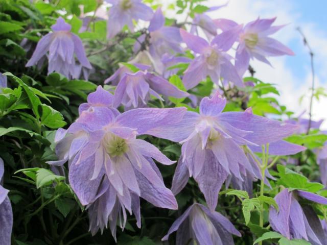 Clematis-Maidwell-Hall-01