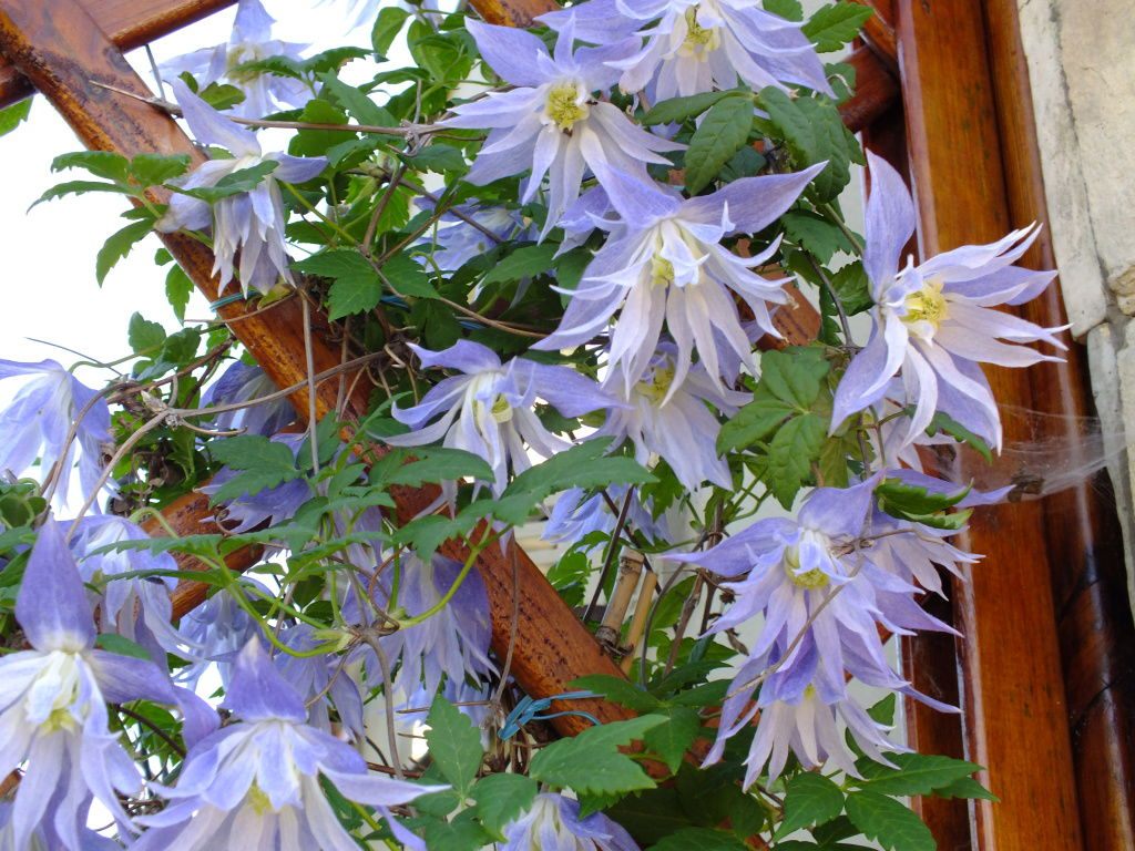 Clematis-Maidwell-Hall-02