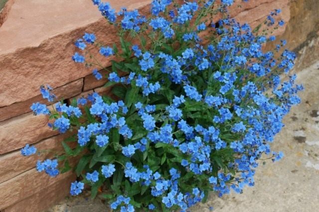 Чернокорень приятный (Cynoglossum amabile) Чернокорень приятный (Cynoglossum amabile)