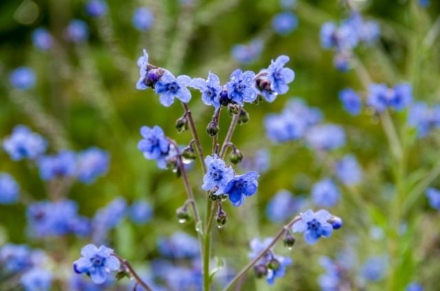 Чернокорень приятный (Cynoglossum amabile) Чернокорень приятный (Cynoglossum amabile)