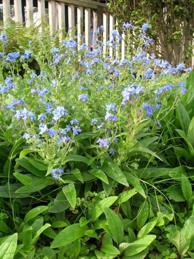 Чернокорень приятный (Cynoglossum amabile) Чернокорень приятный (Cynoglossum amabile)