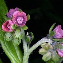 Чернокорень германский (Cynoglossum germanicum) Чернокорень германский (Cynoglossum germanicum)