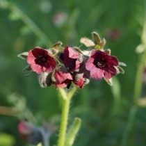 Чернокорень горный (Cynoglossum montanum) Чернокорень горный (Cynoglossum montanum)