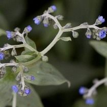 Чернокорень имеретинский или Уоллеса (Cynoglossum wallichii var. glochidiatum, синоним Cynoglossum imeretinum) Чернокорень имеретинский или Уоллеса (Cynoglossum wallichii var. glochidiatum, синоним Cynoglossum imeretinum)