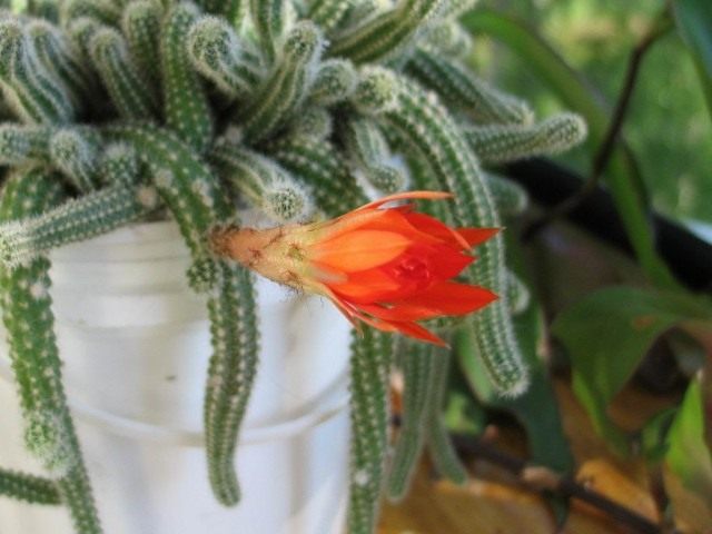 Дизокактус плетевидный (Disocactus flagelliformis) больше известен как Апорокактус плетевидный (Aporocactus flagelliformis) Дизокактус плетевидный (Disocactus flagelliformis) больше известен как Апорокактус плетевидный (Aporocactus flagelliformis)