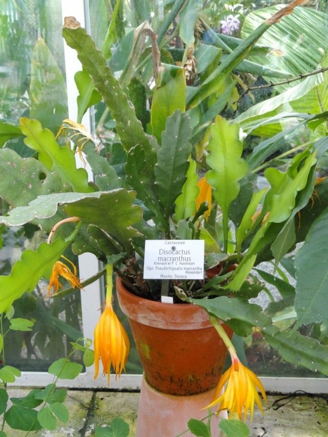 Дизокактус макрантус (Disocactus macranthus) Дизокактус макрантус (Disocactus macranthus)