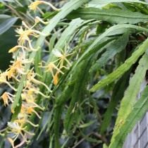 Дизокактус макрантус (Disocactus macranthus) Дизокактус макрантус (Disocactus macranthus)