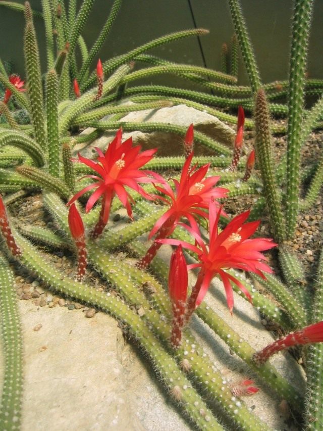 Дизокактус Мартиуса (Disocactus martianus, раньше известный как два вида — апорокактус Концатти — Aporocactus conzattii и апорокактус Мартиуса (Aporocactus martianus) Дизокактус Мартиуса (Disocactus martianus, раньше известный как два вида — апорокактус Концатти — Aporocactus conzattii и апорокактус Мартиуса (Aporocactus martianus)