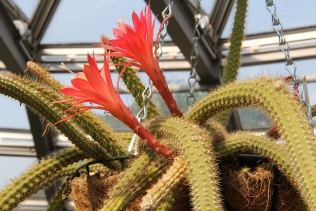 Дизокактус Мартиуса (Disocactus martianus) Дизокактус Мартиуса (Disocactus martianus)
