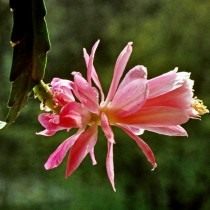 Дизокактус филансодиус (Disocactus phyllanthoides) Дизокактус филансодиус (Disocactus phyllanthoides)